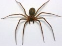 1406225343000-brownrecluse.jpg