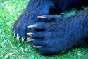 black-bear-claws_2917.jpg
