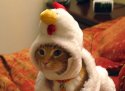 chicken-cat-costume.jpg