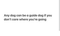 Guide dog.jpg