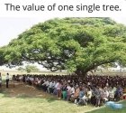 Single tree.jpg