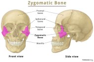 Zygomatic-Bone.jpg