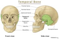 Temporal-Bone.jpg