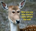 Deers eyes.jpg