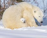 Polar bears.jpg