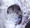 zephyrhills skull zoom.JPG