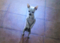 chihuahua.jpg_zps84fozsgw.gif