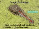 GatorEstLength.jpg