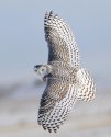 snowy_owl.jpg