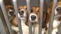 beagle-rescue-6pkg-consolid.jpg