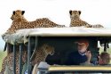 cheetah_shocks_tourist_in_kenya-9-1.jpg