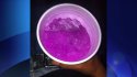 purpledrank16x9-878x494.jpg