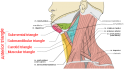 Carotid Triangle.png