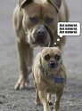 Funny-small-dog-is-chased-by-a-big-one_zpsd02d6dd0.jpg