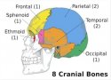 8_cranial_bones.jpg