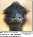 EMU.jpg