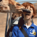 animated giraffe lick.gif