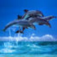 Blue_Dolphin308