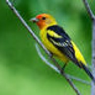 Tanager