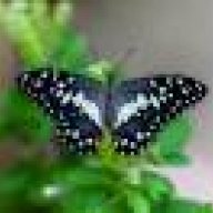 Mariposa