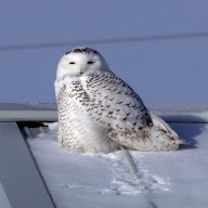 Ookpik