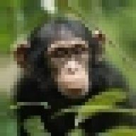 chimpface