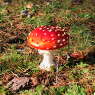 amanita