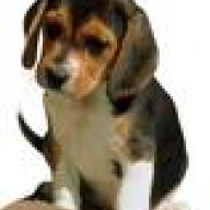 Beagle