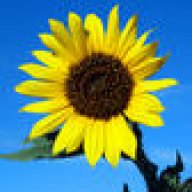 Surfingsunflower