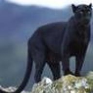 panthera