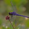 Dragonfly wings