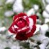 Snow Flower