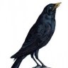 Crescent Crow