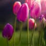 Springb16
