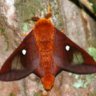 A.Critter