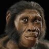 Homo Habilis