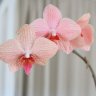 orchidaceaes