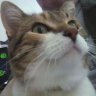 Foxy_the_Cat