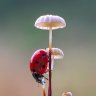 ladybugclover