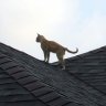 MissCuriousCat