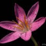 RainLily