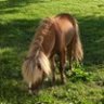 little_pony
