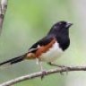 Towhee