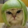 Limecat