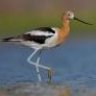 Avocet