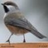 Chickadee117