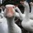 Goosewhisperer