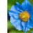 BluePoppy