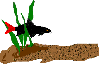 animated-fish-image-0021.gif
