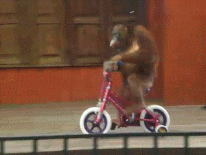 monkey-riding-bike.gif